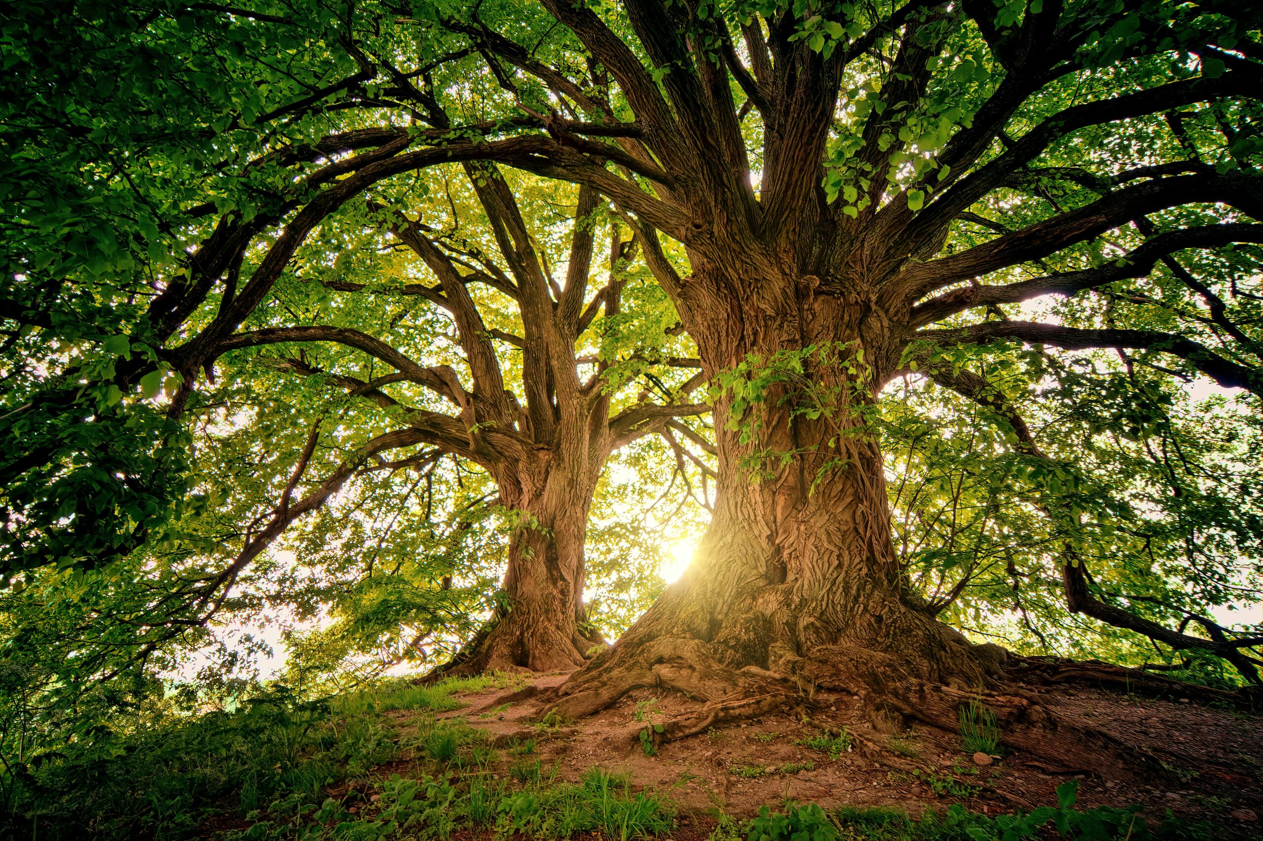 Plantation d'arbres - Absorption carbone