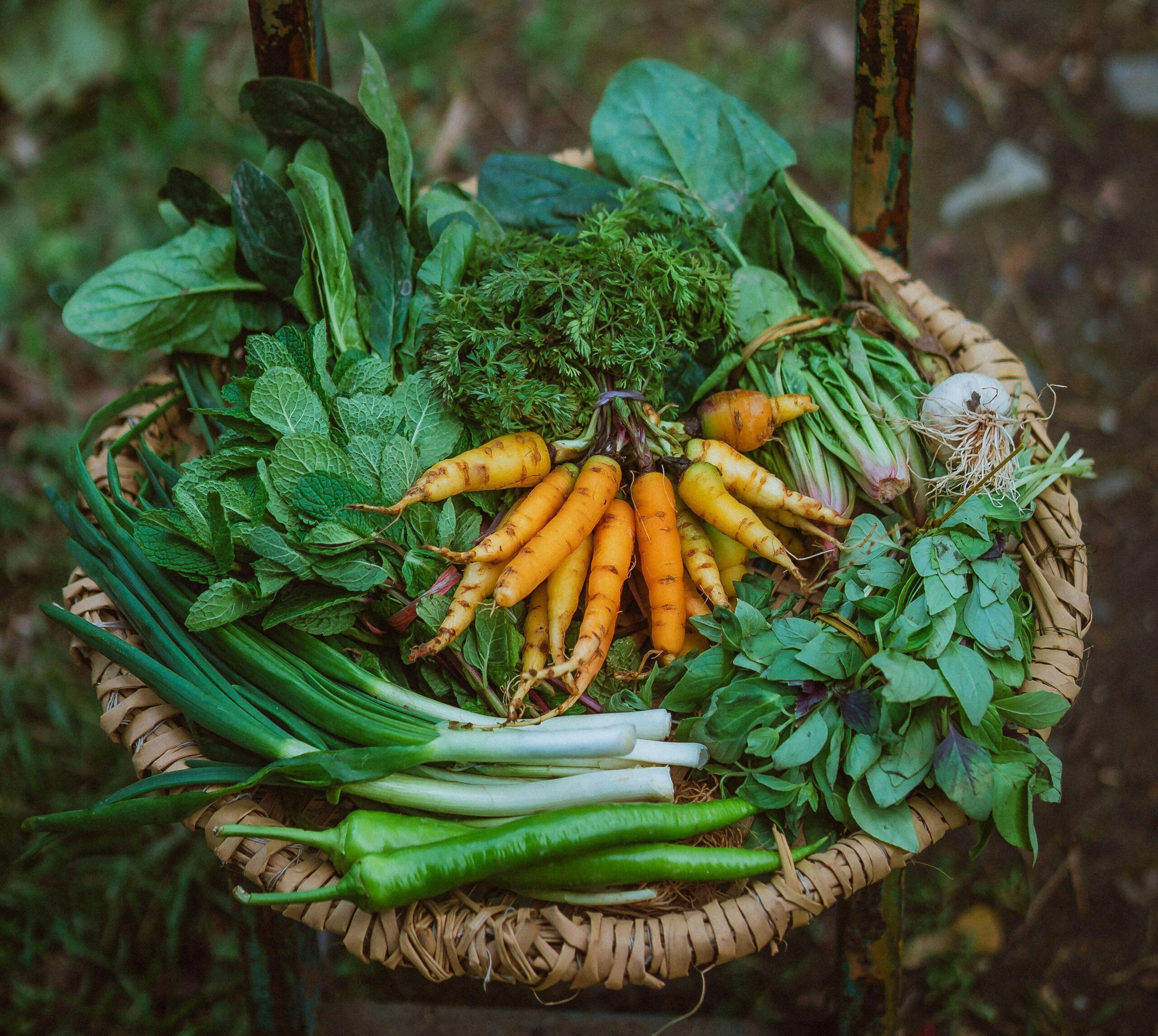 Jardin-forets / Agroforesterie