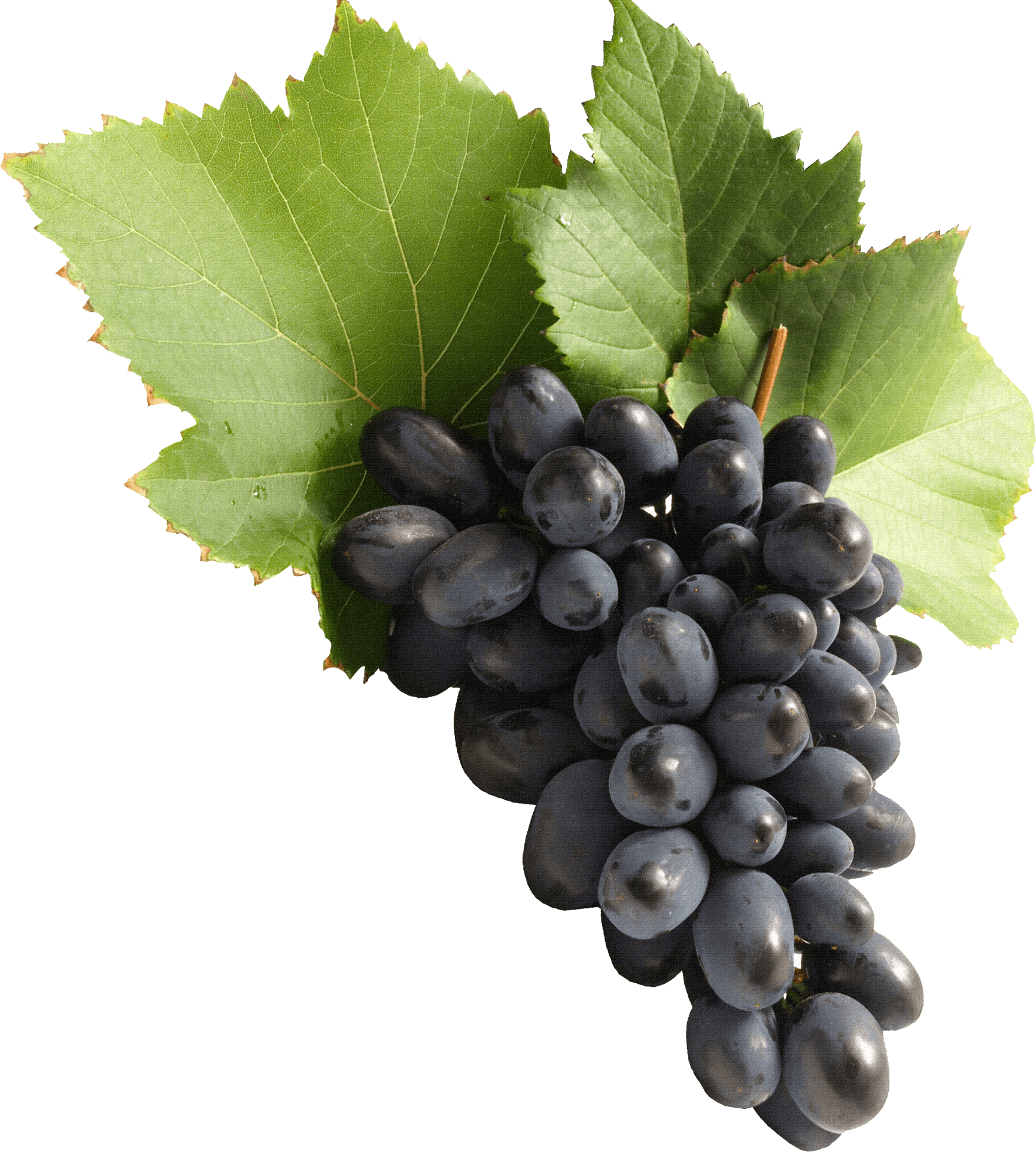 Raisin - Septembre à novembre