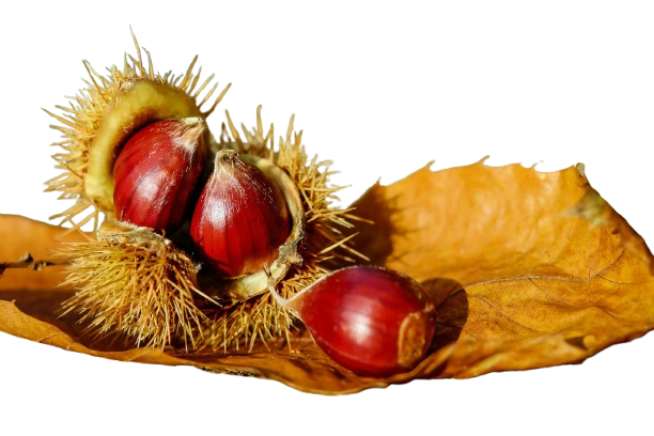 Marron châtaigne - Septembre à novembre
