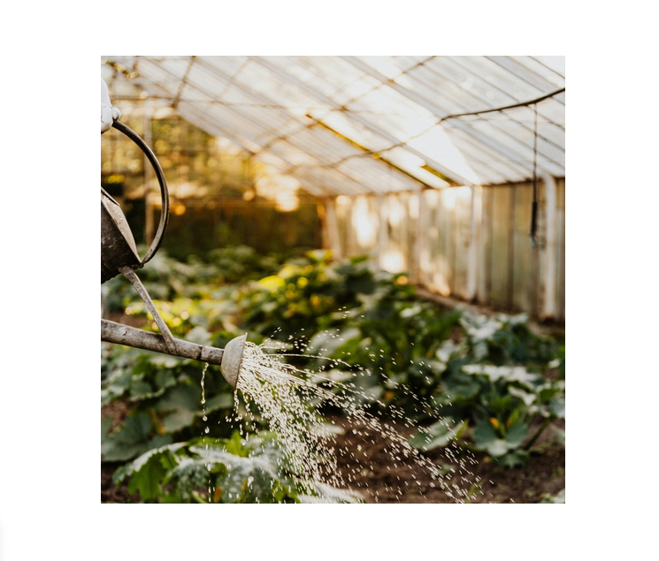 Serres bioclimatiques