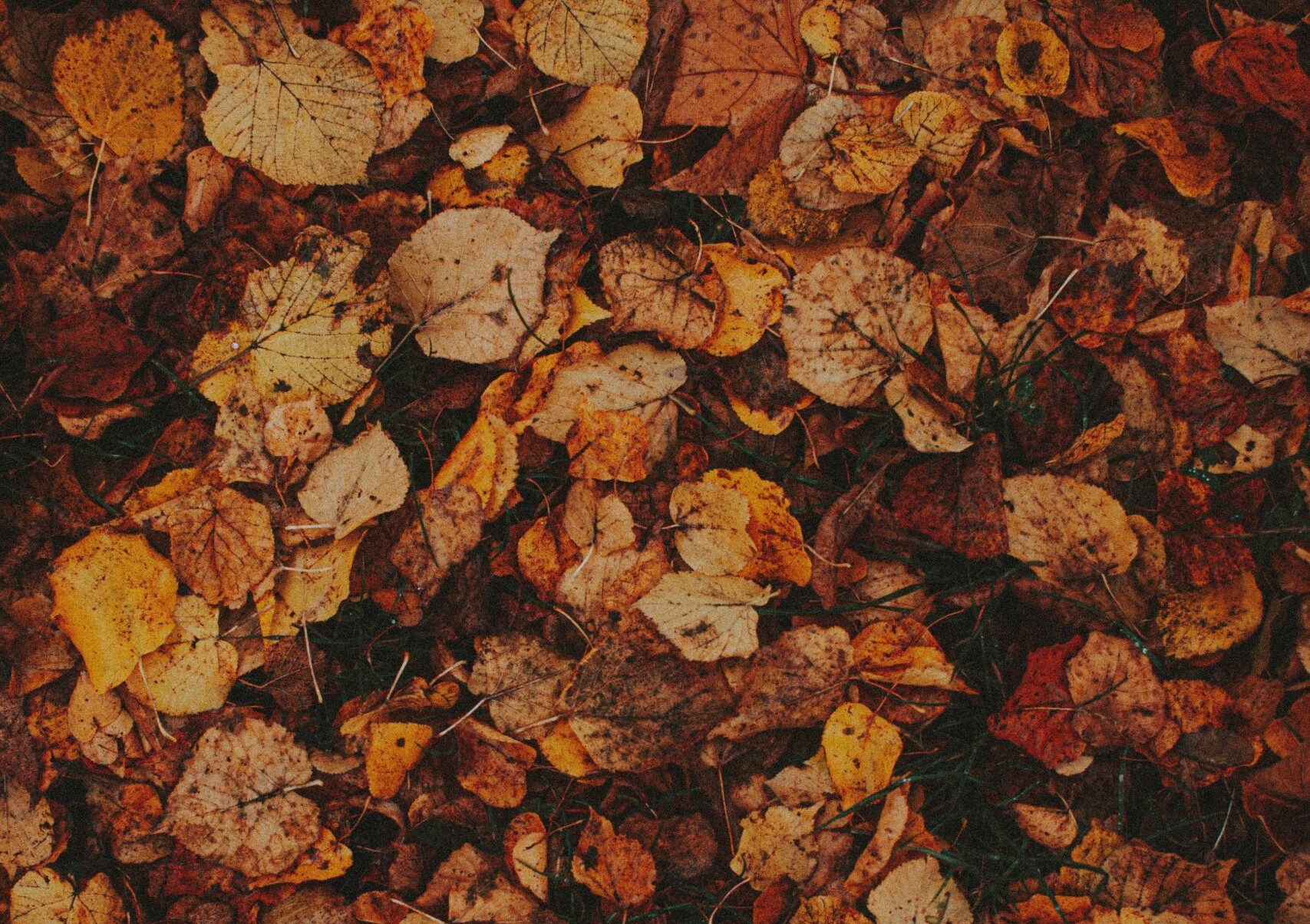 Releaf Paper - Produire du papier à partir de feuilles mortes