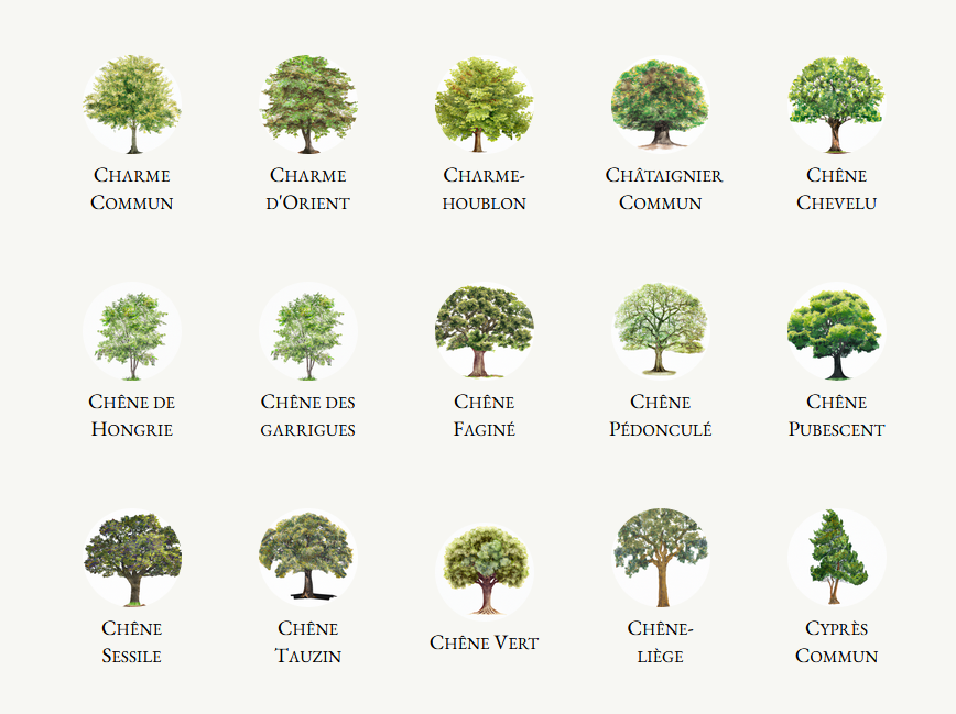 Nos Forêts demain - Our forest tomorrow