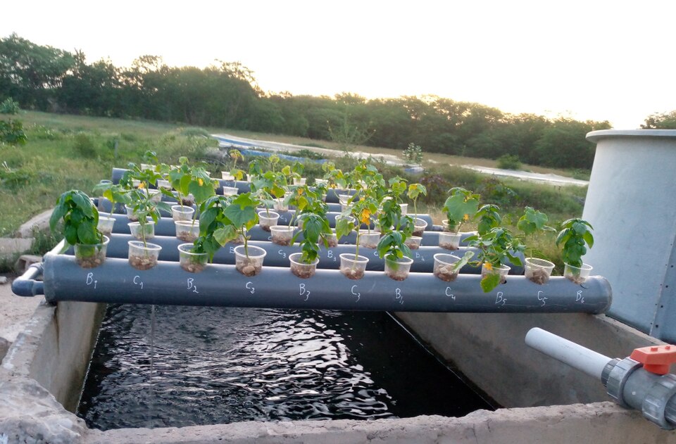 Aquaponie - Culture de plantes et l'élevage de poissons