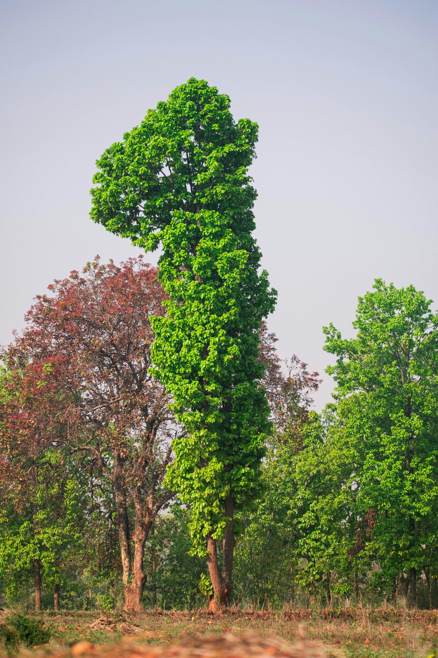 Les arbres - Et tout le monde s'en fout