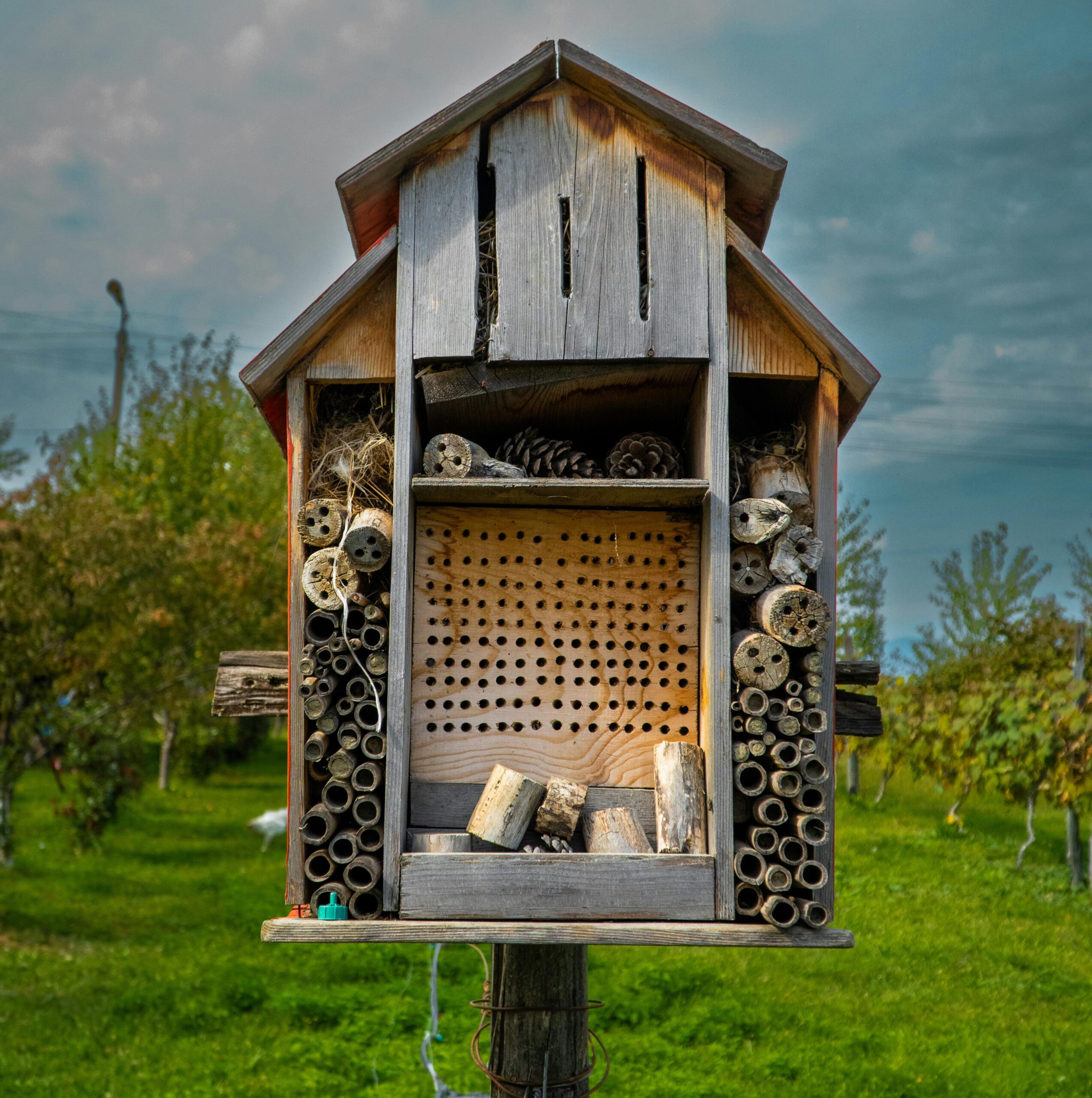 Les hôtels à insectes : des refuges pour la biodiversité
