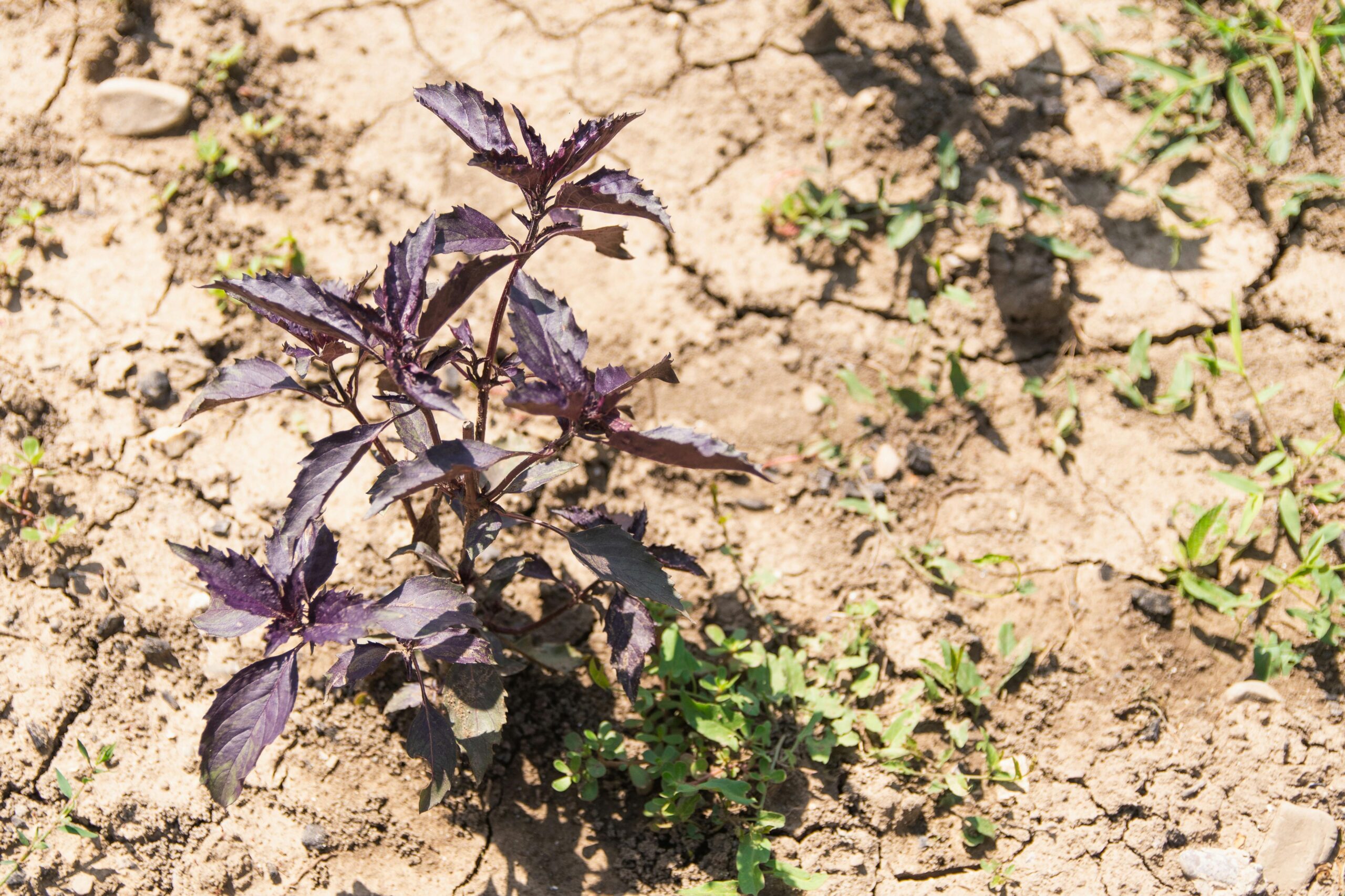 Cultiver les légumes sans eau (en cours)