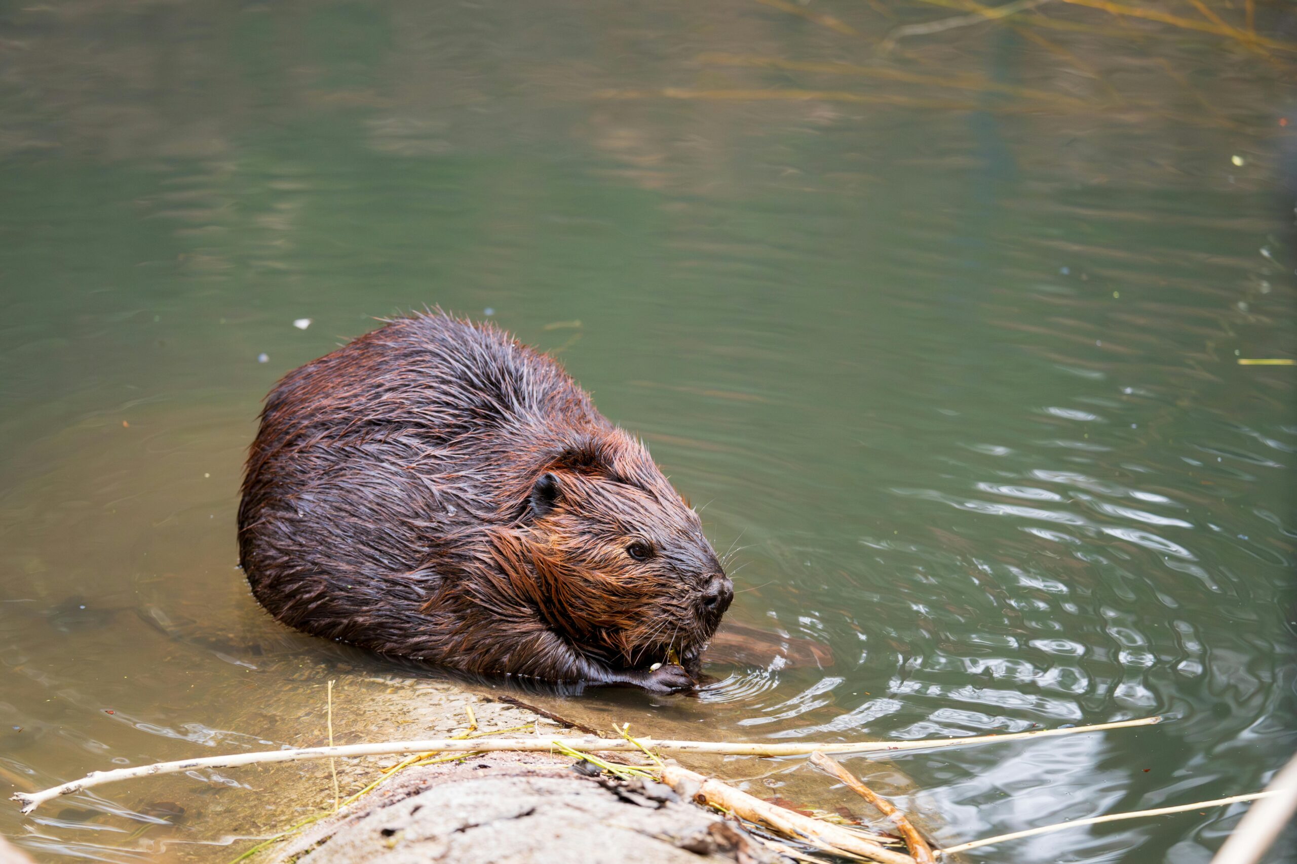 Rivière, Barrage et Biodiversité (en cours)