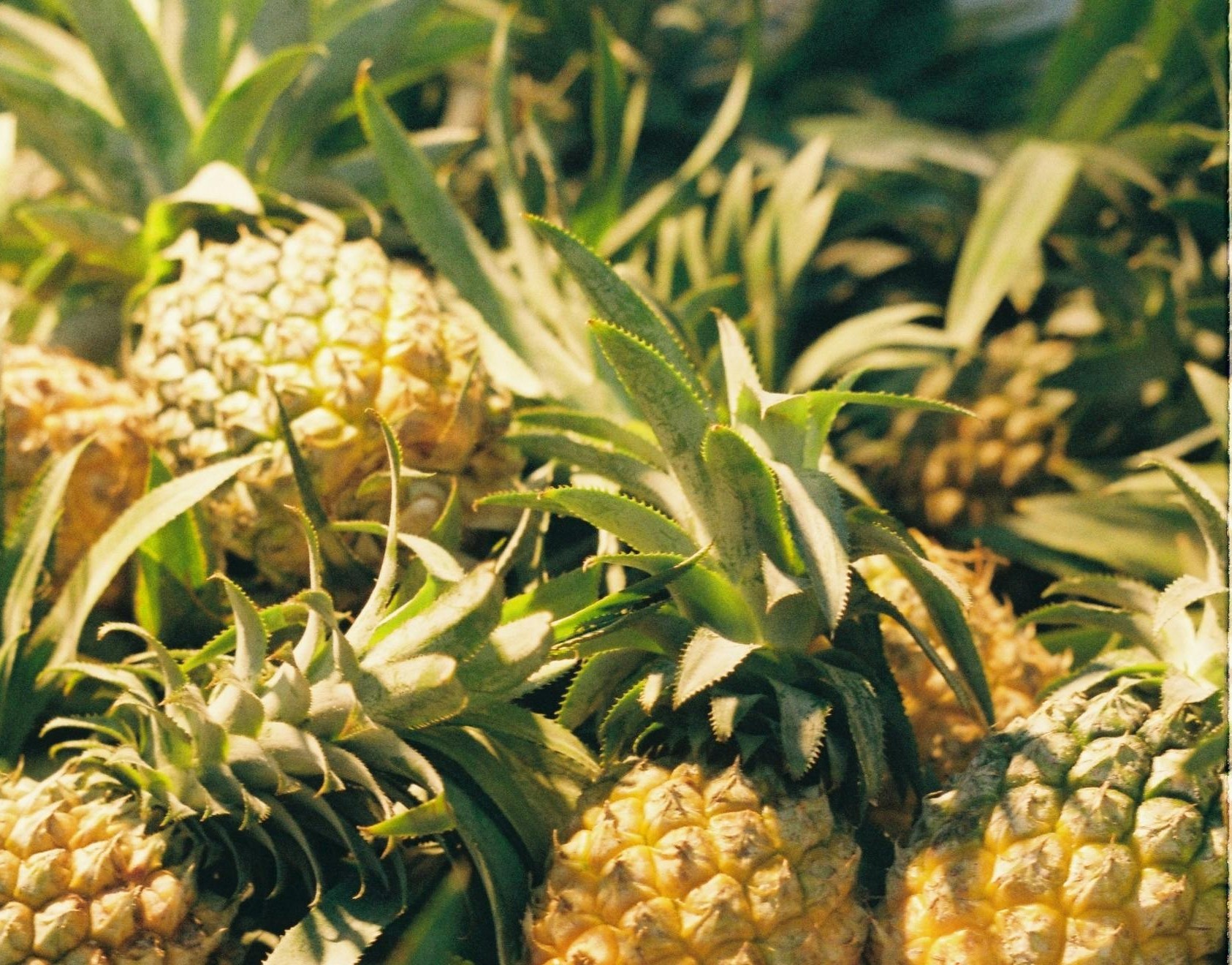 Piñatex - Cuir végétal