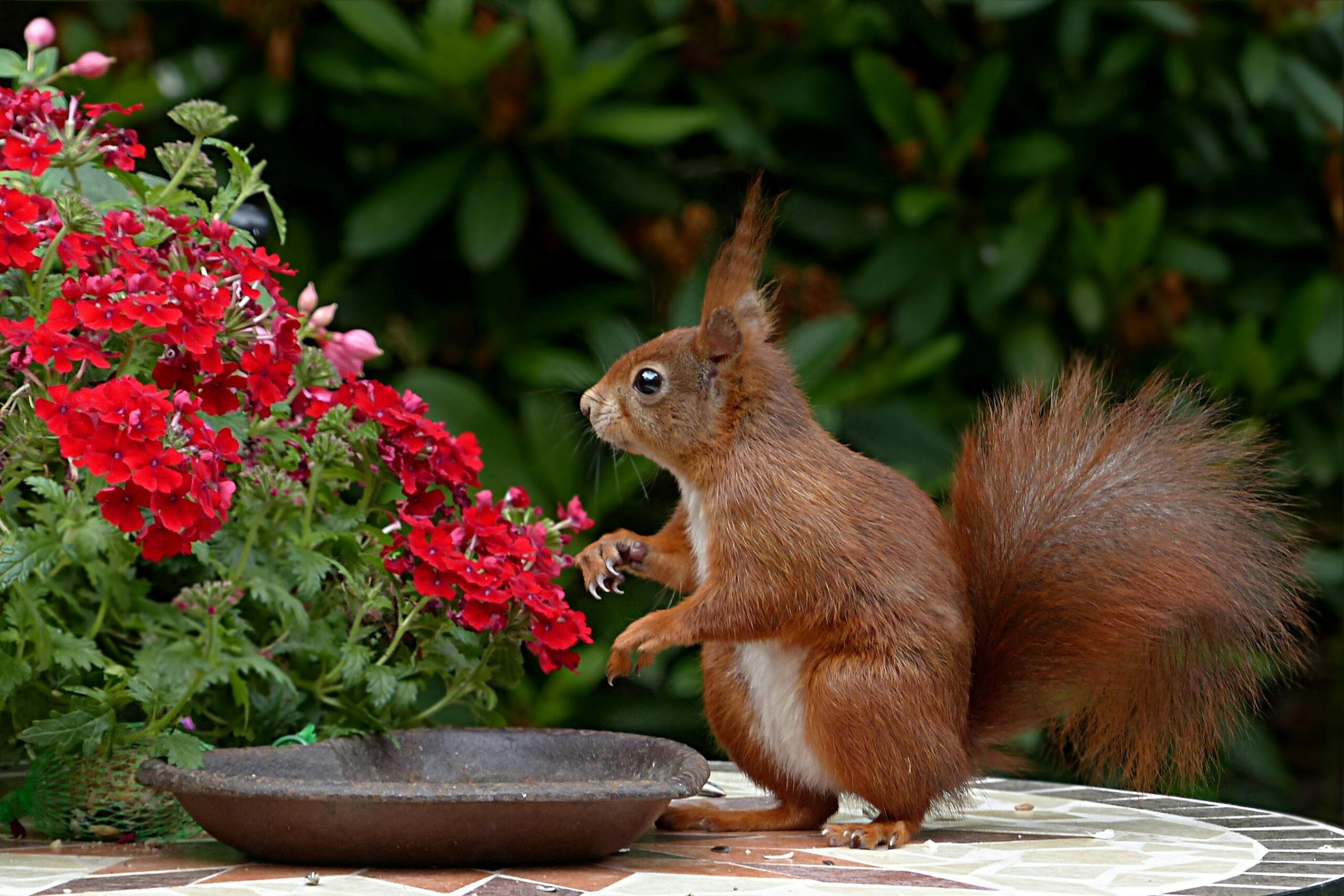 Récipient d'eau pour animaux sauvages