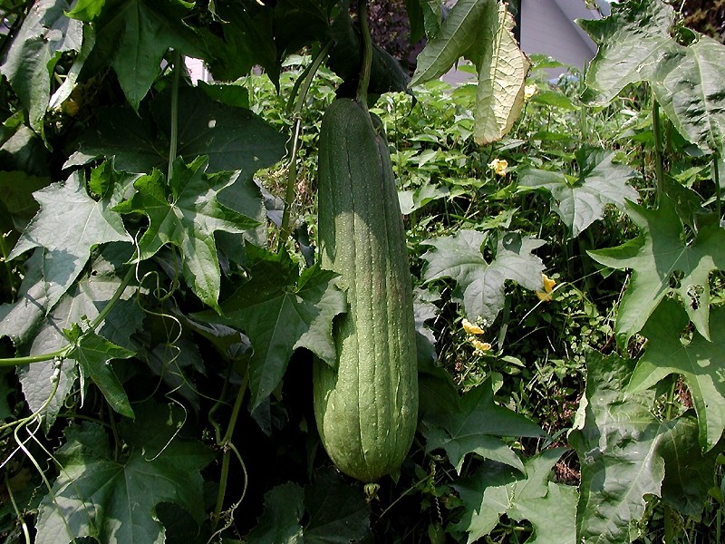 Louffa éponge