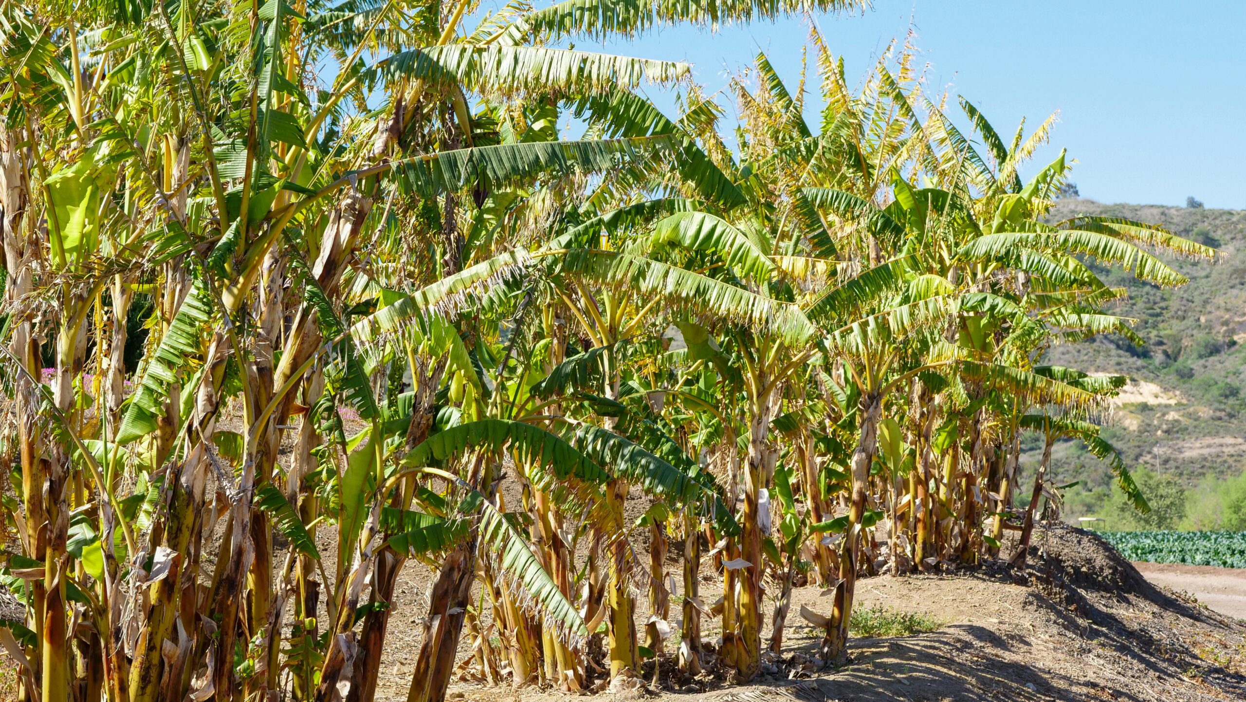 Réutilisation des déchets agricoles bananiers Réutilisation des déchets agricoles bananiers