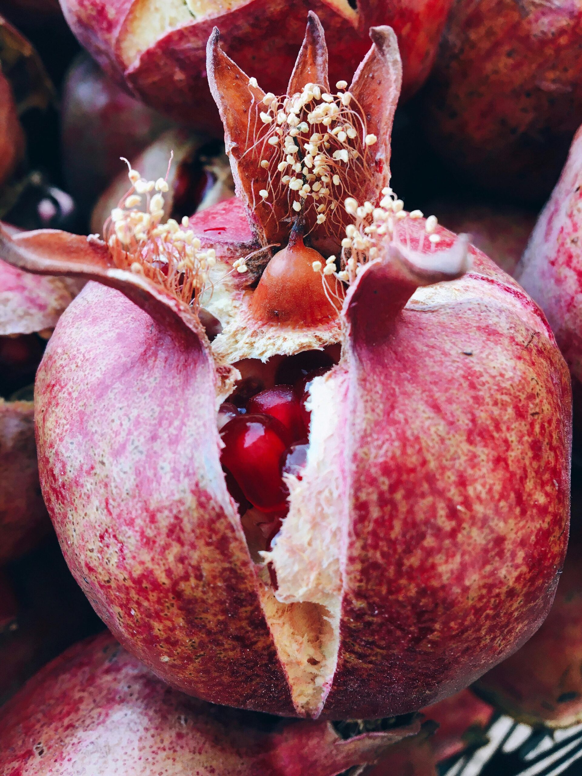 Grenades - Septembre à octobre Grenades - Septembre à octobre