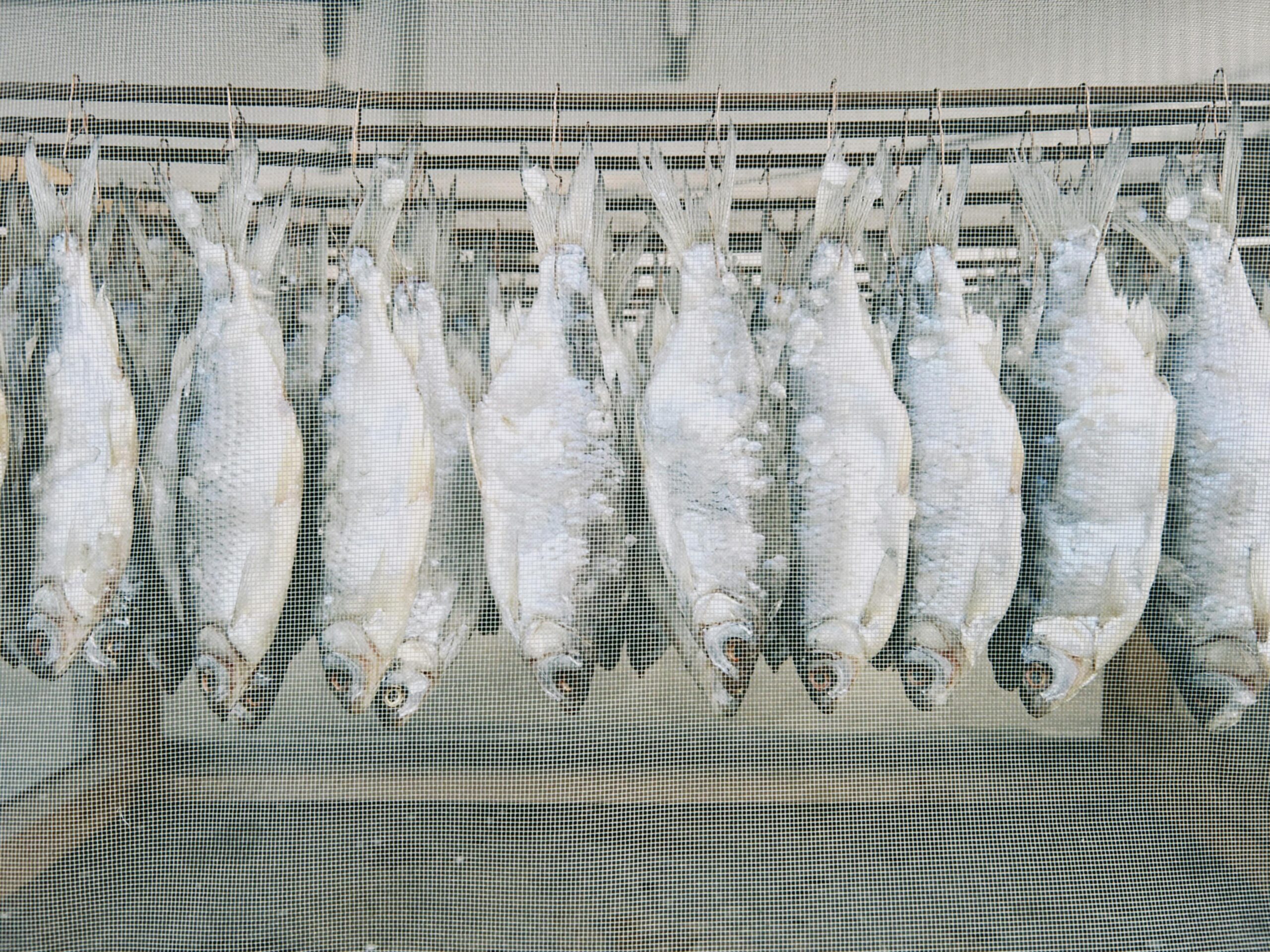 Conserver le poisson sans glace