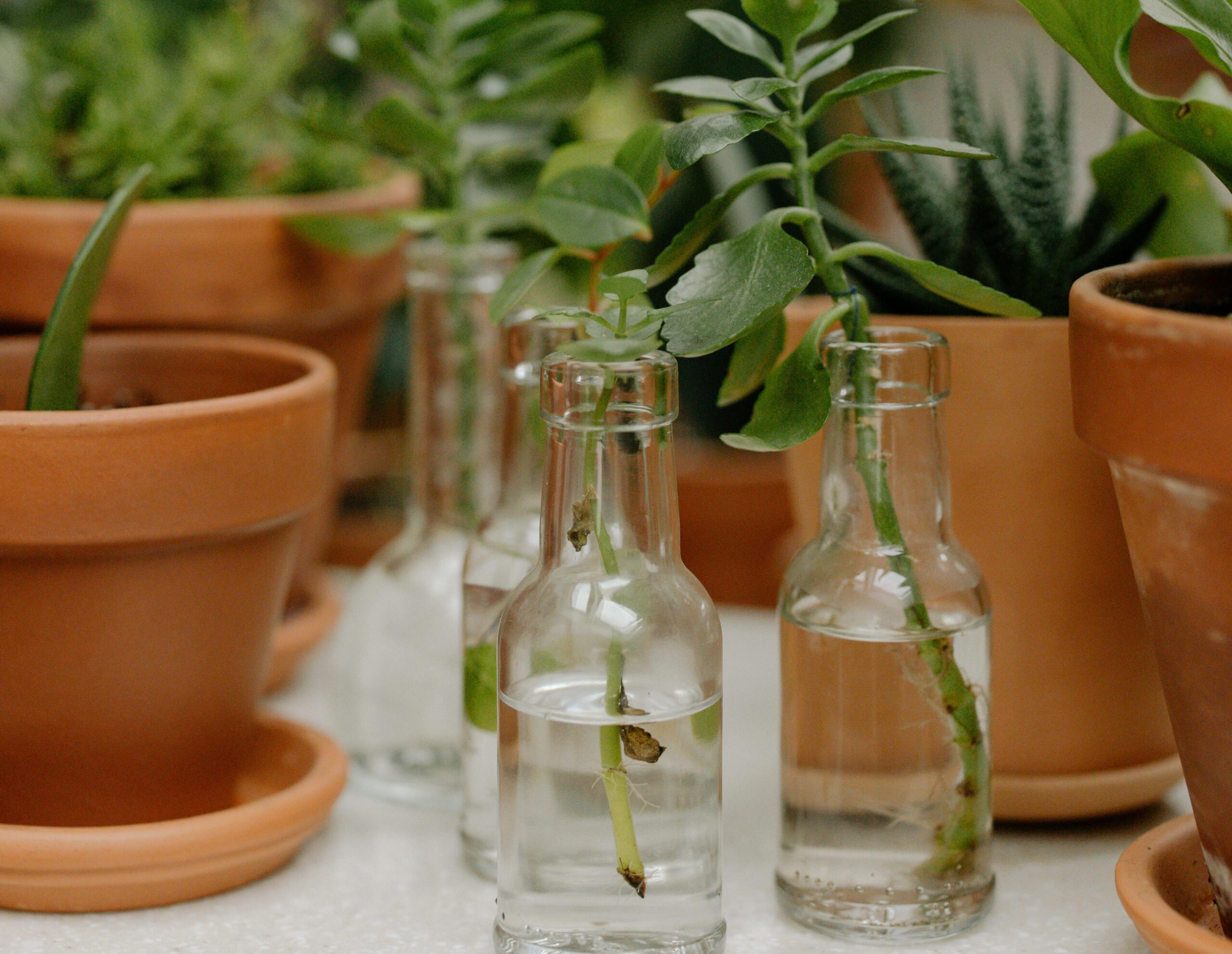 Sources de revenus complémentaires écologiques