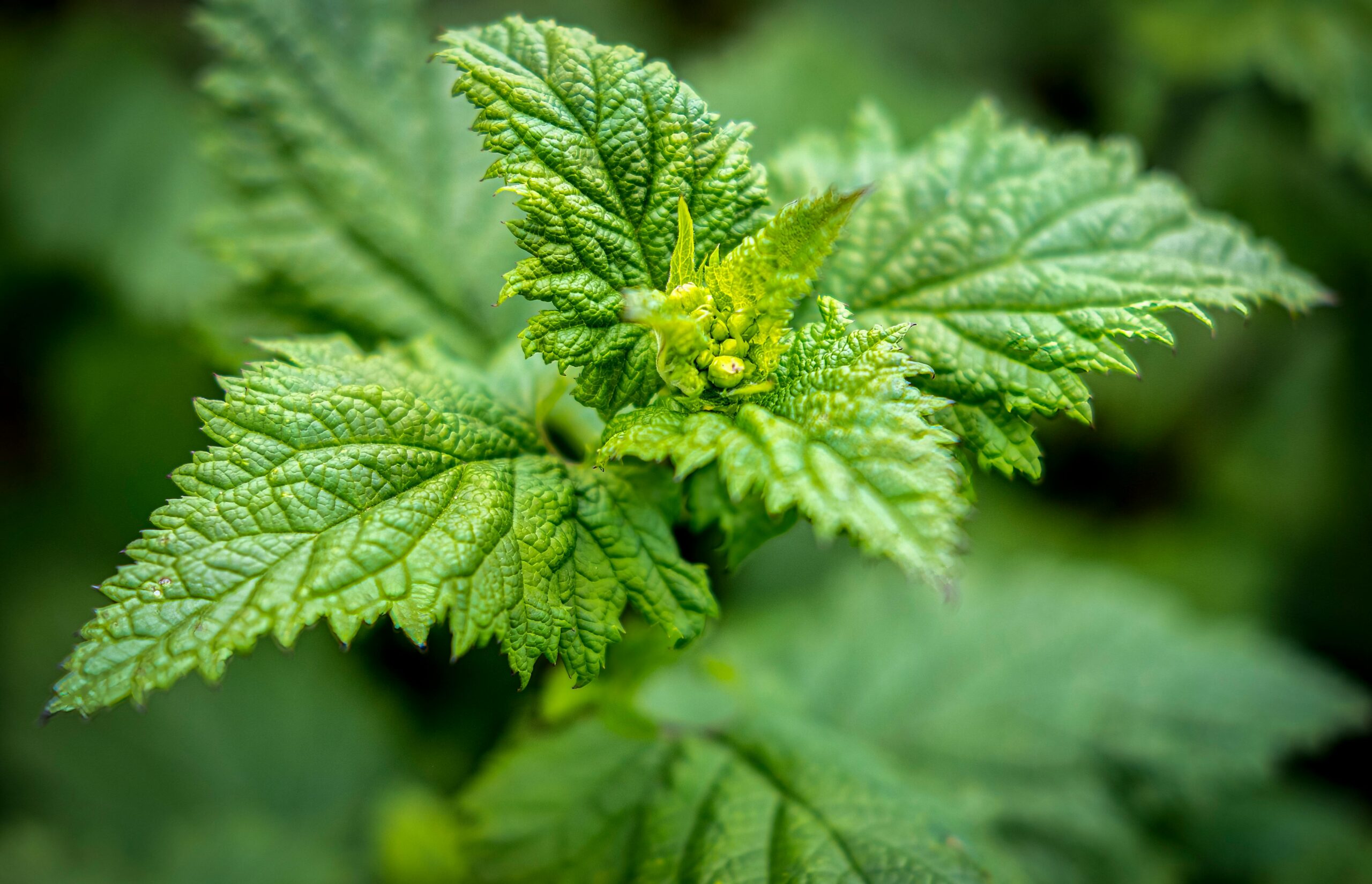 Les plantes protectrices substituts aux pesticides