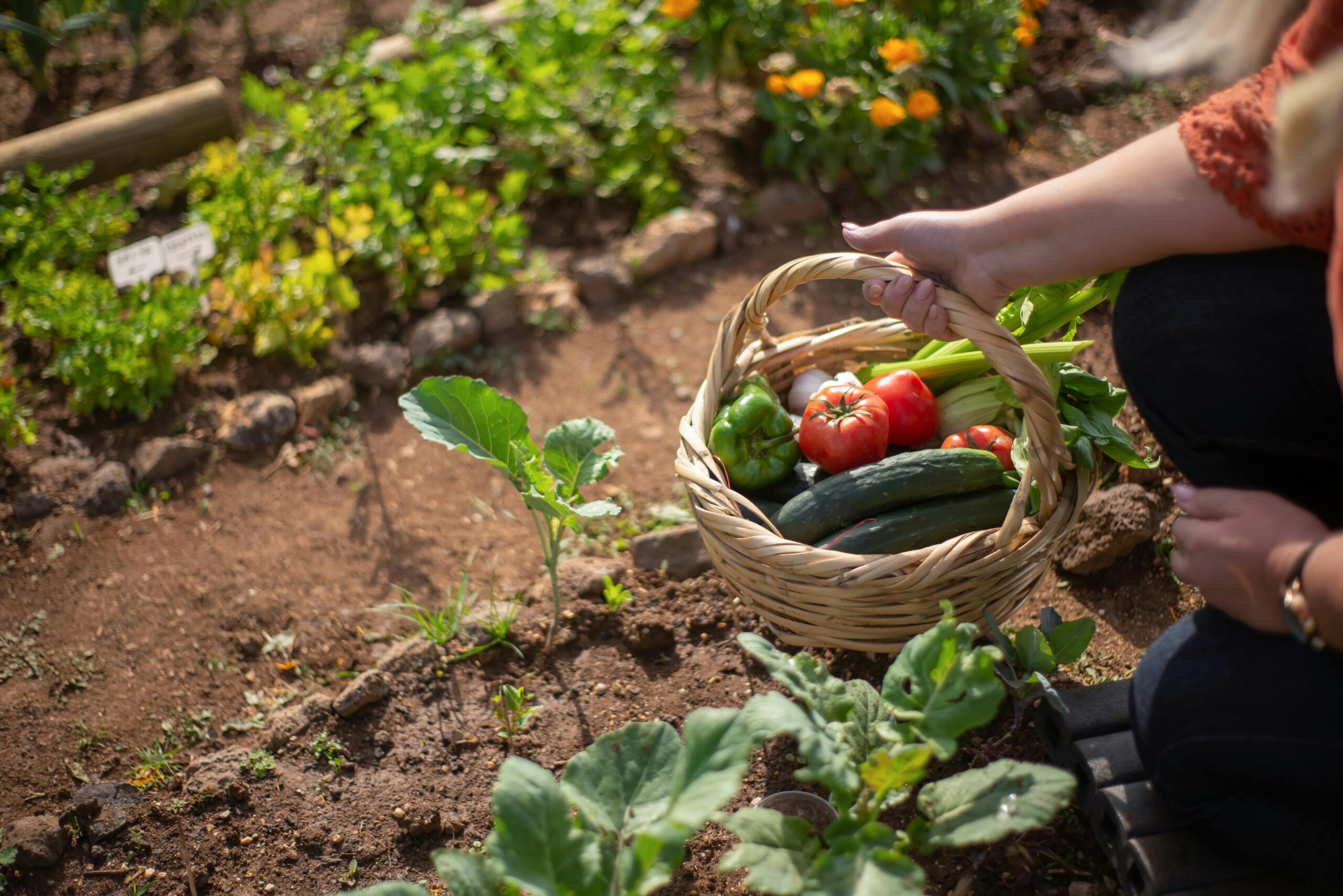 Les fruits et légumes de saison bon pour moi bon pour la planète!