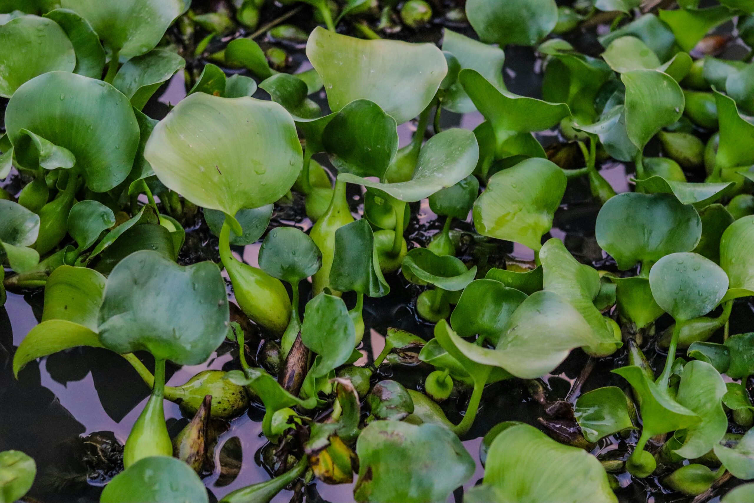 La phytoépuration - Filtration naturelle de l'eau