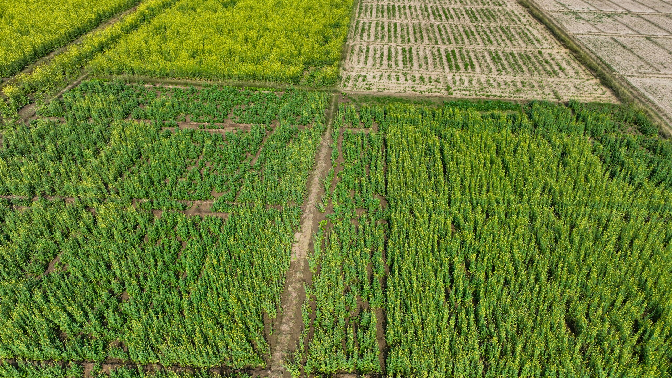 Les applications écologiques du chanvre