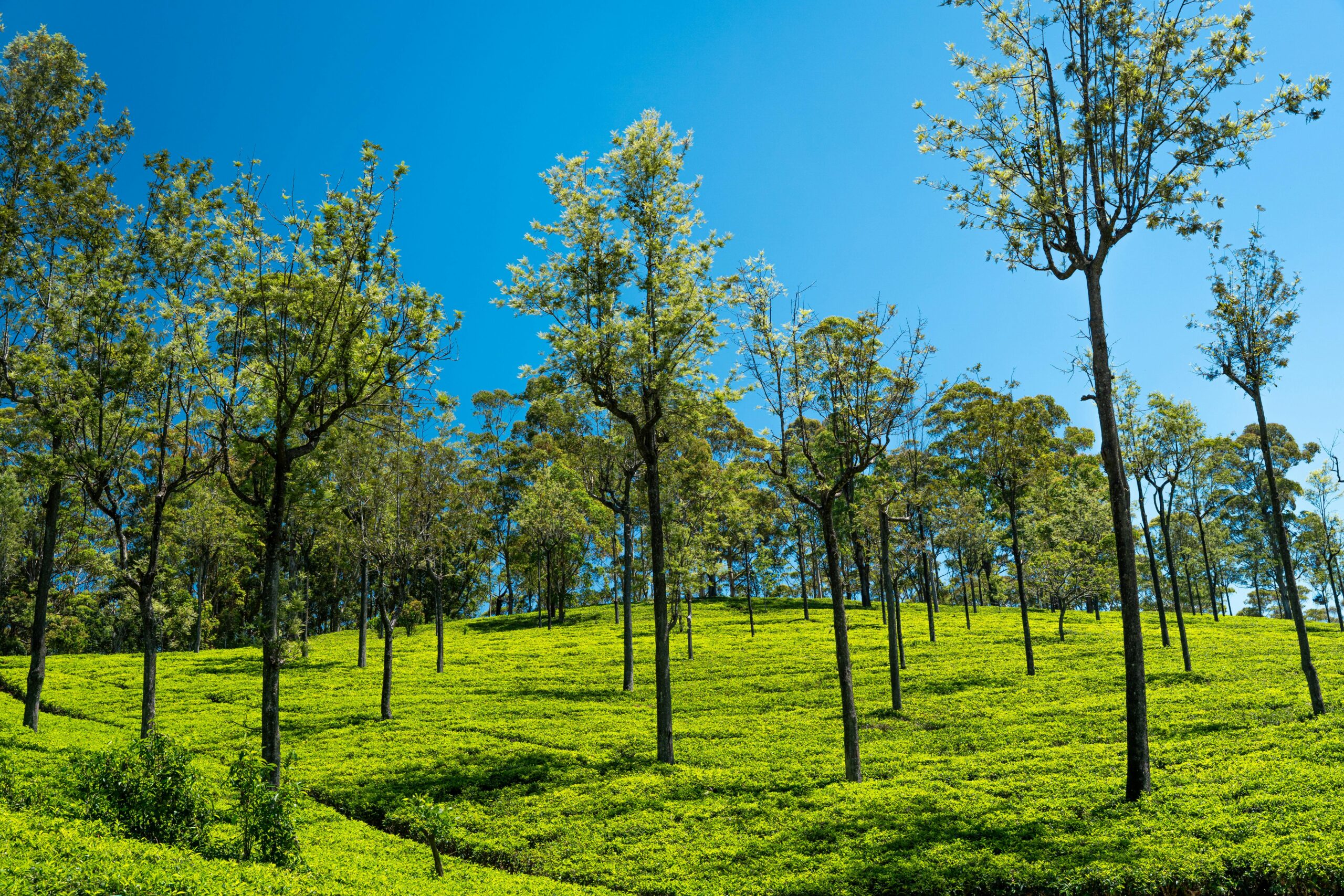 Planter ou semer un arbre ?