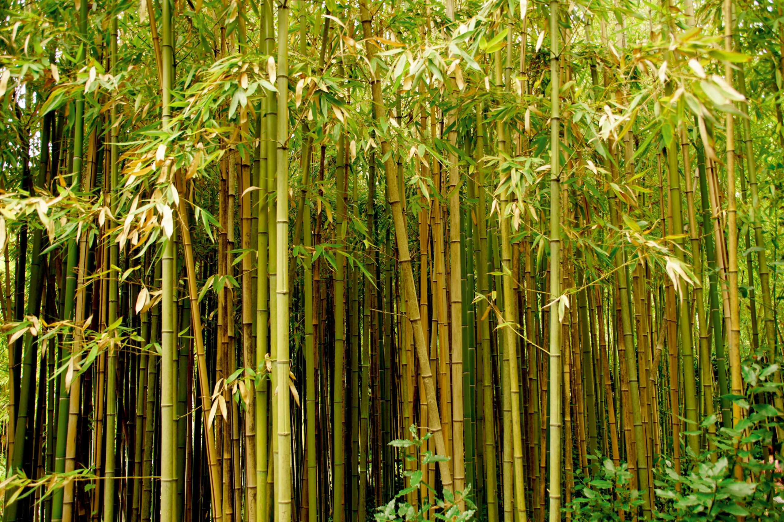 Produit à base de bambou