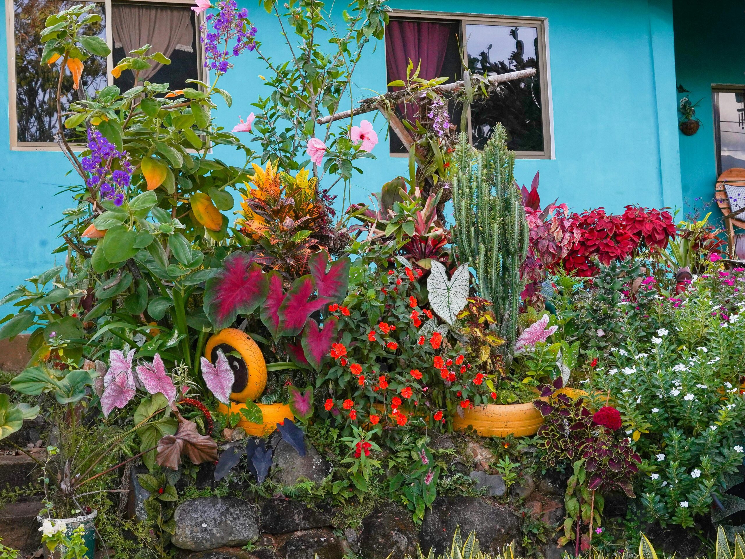 Mélanger les variétés de plantes pour un jardin harmonieux