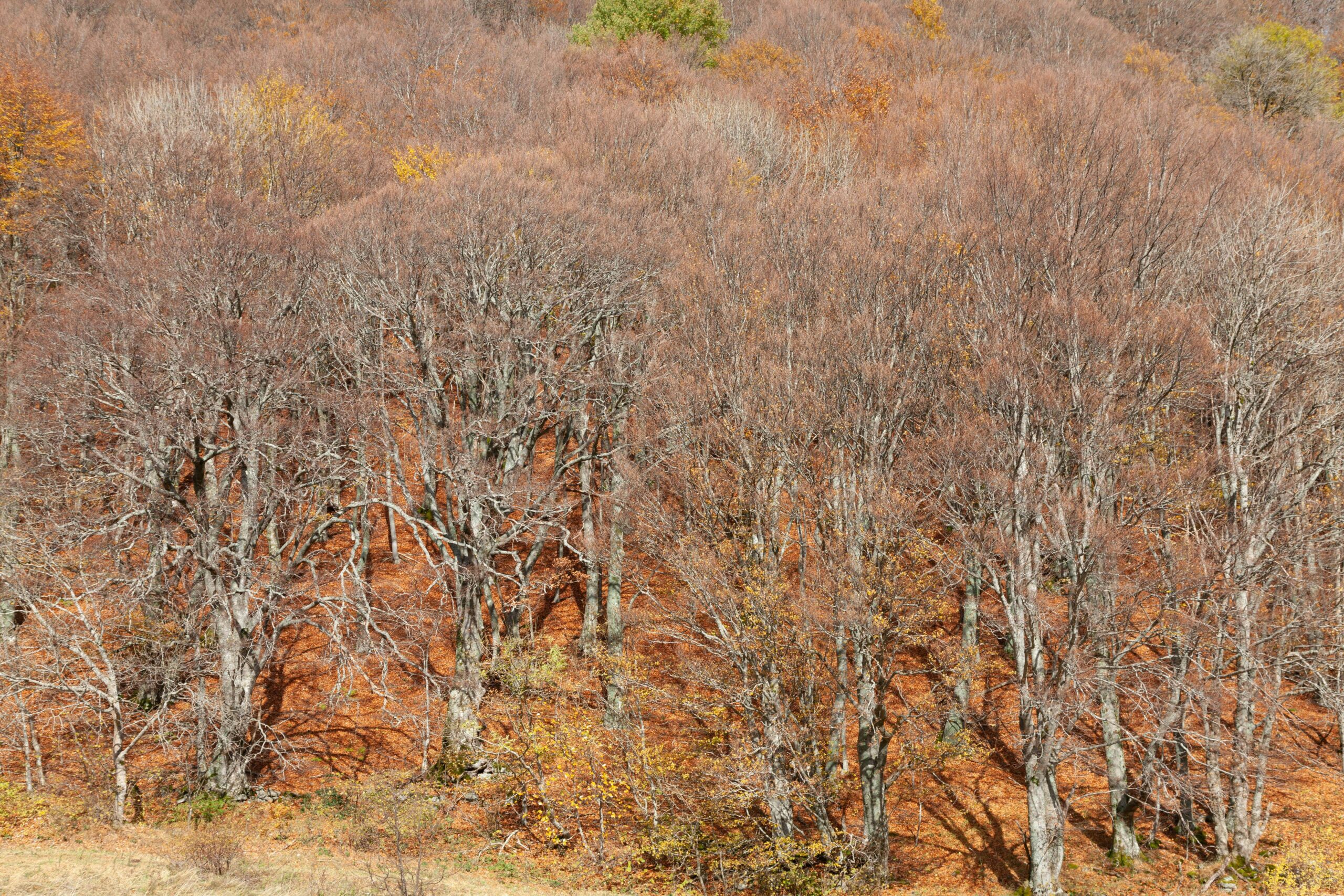 Zone naturelle en stress hydrique