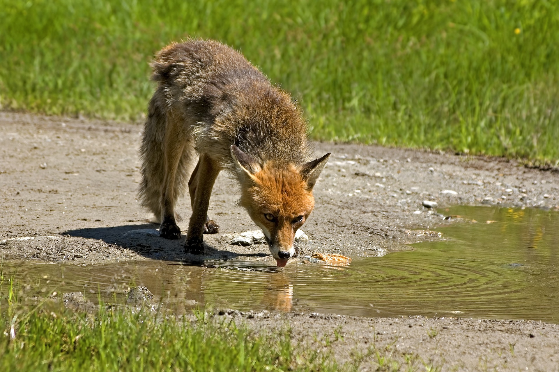 Réalimentation d'urgence des cours d'eau grâce aux moyens des services du feu
